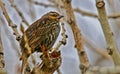 Brown Headed Cowbird