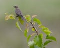 A Brown Headed Cowbird in a Pear Tree