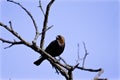 Brown-headed Cowbird 802763