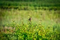 Brown Headed Cowbird perched on a bush on the prairie