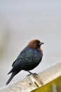 The brown headed cowbird perched on the fence.