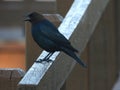 Brown Headed Cowbird Perched on a Railing