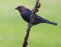 Brown Headed Cowbird