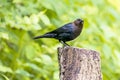 A brown-headed cowbird perched on a tree stump, on a beautiful summer day. Royalty Free Stock Photo