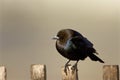 Brown-headed Cowbird 805101