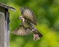 Brown Headed Cowbird Raid