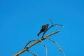 Brown headed cowbird resting on tree branch