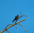 Brown headed cowbird resting on tree branch