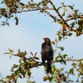 Brown headed cowbird resting on tree branch