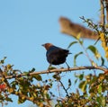 Brown headed cowbird resting on tree branch