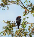 Brown headed cowbird resting on tree branch