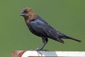 Brown-headed Cowbird on Sign