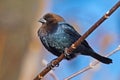 Brown-headed Cowbird