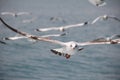 Brown-headed Gull