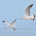 Brown-headed Gull Royalty Free Stock Photo