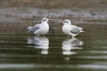 Brown headed gull, Bhigvan, Pune, Maharashtra, India Royalty Free Stock Photo