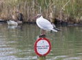 Brown-headed Gull Royalty Free Stock Photo