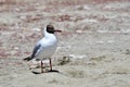 Brown-headed gull Chroicocephalus brunnicephalus on the shore of lake Manasarovar. Tibet Royalty Free Stock Photo