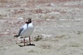 Brown-headed gull Chroicocephalus brunnicephalus on the shore of lake Manasarovar. Tibet Royalty Free Stock Photo