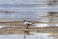 Brown-headed gull Chroicocephalus brunnicephalus on the shore of lake Manasarovar. Tibet Royalty Free Stock Photo