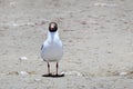 Brown-headed gull Chroicocephalus brunnicephalus on the shore of lake Manasarovar. Tibet Royalty Free Stock Photo