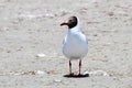 Brown-headed gull Chroicocephalus brunnicephalus on the shore of lake Manasarovar. Tibet Royalty Free Stock Photo