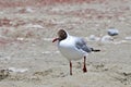 Brown-headed gull Chroicocephalus brunnicephalus on the shore of lake Manasarovar. Tibet Royalty Free Stock Photo