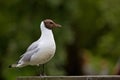 Brown-headed Gull - Chroicocephalus brunnicephalus