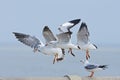 Brown-headed Gull