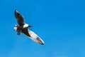 Brown headed gull on flying against a clear blue sky. Bird in Wildlife Royalty Free Stock Photo