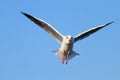 Brown headed gull flying in the blue sky Royalty Free Stock Photo