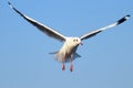 Brown headed gull flying in the blue sky Royalty Free Stock Photo