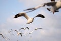 Brown headed Gull on flying. Royalty Free Stock Photo