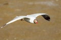 Brown headed Gull flying (Larus brunnicecephalus) Royalty Free Stock Photo