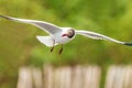 Brown headed Gull flying Royalty Free Stock Photo