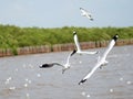 Brown headed Gull on flying. Royalty Free Stock Photo