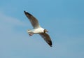 Brown headed Gull flying (Larus brunnicecephalus) with blue sky background Royalty Free Stock Photo