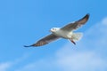 Brown headed Gull flying (Larus brunnicecephalus) Royalty Free Stock Photo