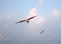 Brown headed Gull on flying.(Larus brunnicecephalus) Royalty Free Stock Photo