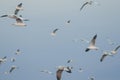 Brown-headed gull is flying on the sky Royalty Free Stock Photo