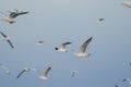 Brown-headed gull is flying on the sky Royalty Free Stock Photo