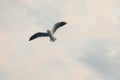 Brown-headed gull is flying on the sky Royalty Free Stock Photo