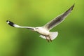 Brown headed gull flying Royalty Free Stock Photo
