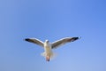 Brown-headed gull The Seagull It is different from other seagull