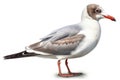 Brown-headed Gull Isolate on white Background