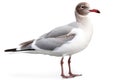 Brown-headed Gull Isolate on white Background