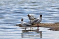 Brown-headed gulls Chroicocephalus brunnicephalus on the shore of lake Manasarovar. Tibet Royalty Free Stock Photo