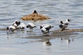 Brown-headed gulls Chroicocephalus brunnicephalus on the shore of lake Manasarovar. Tibet Royalty Free Stock Photo