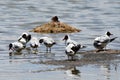 Brown-headed gulls Chroicocephalus brunnicephalus on the shore of lake Manasarovar. Tibet Royalty Free Stock Photo