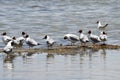 Brown-headed gulls Chroicocephalus brunnicephalus on the shore of lake Manasarovar. Tibet Royalty Free Stock Photo